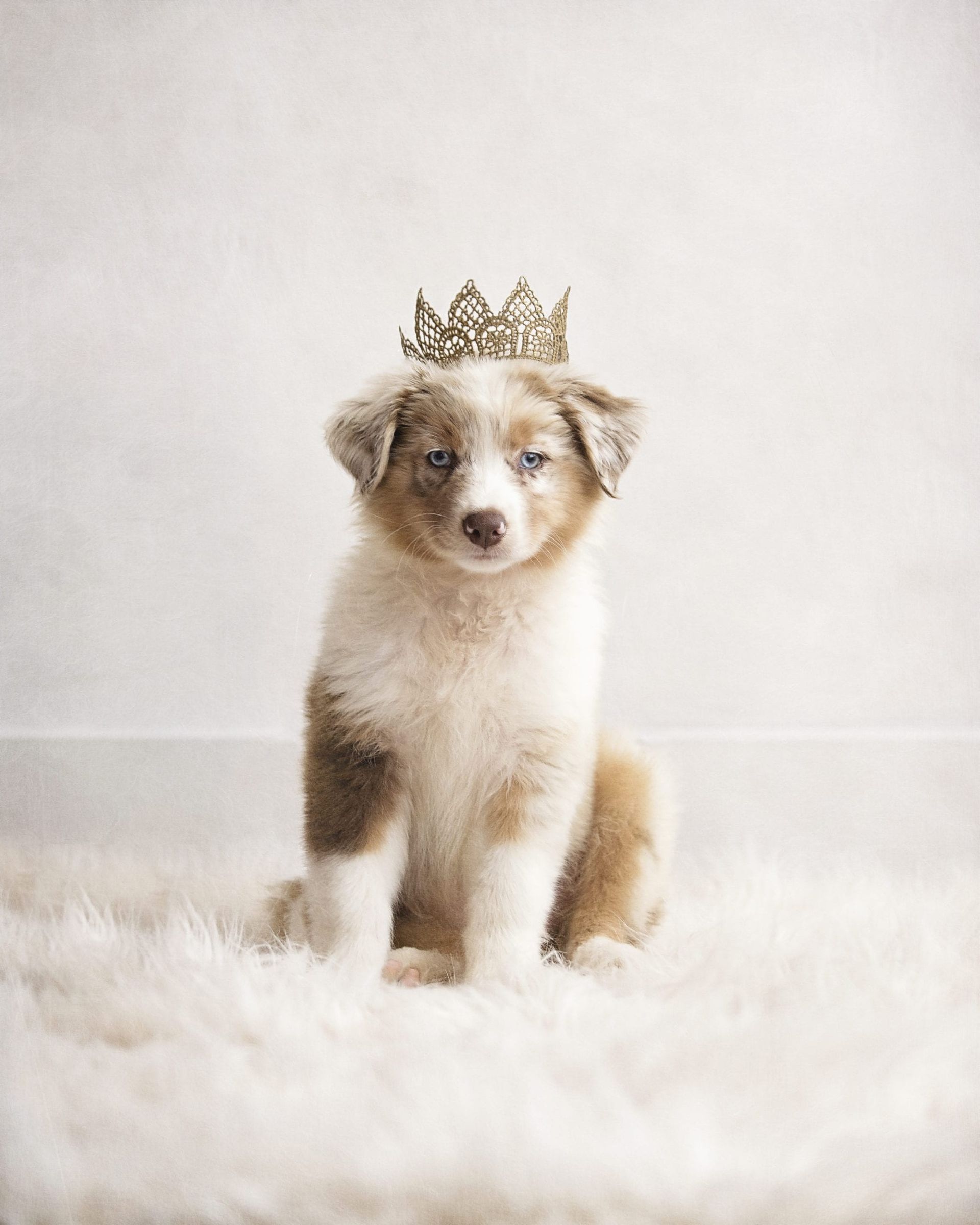 Puppy wearing a gold crown sits on a fluffy white rug against a soft, white background.