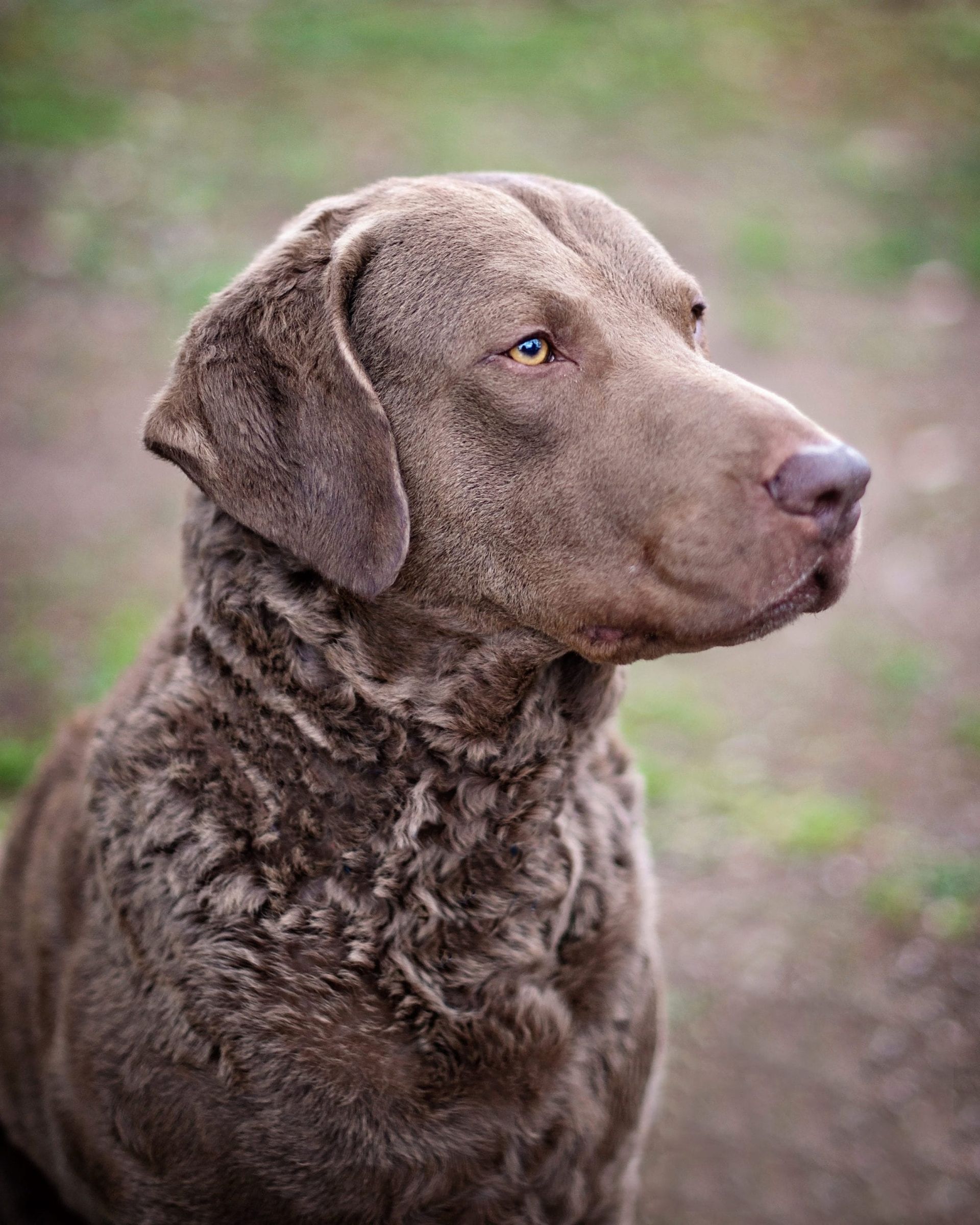 Brown Chesapeake Bay Retriever, looking right, with curly fur, outdoors.