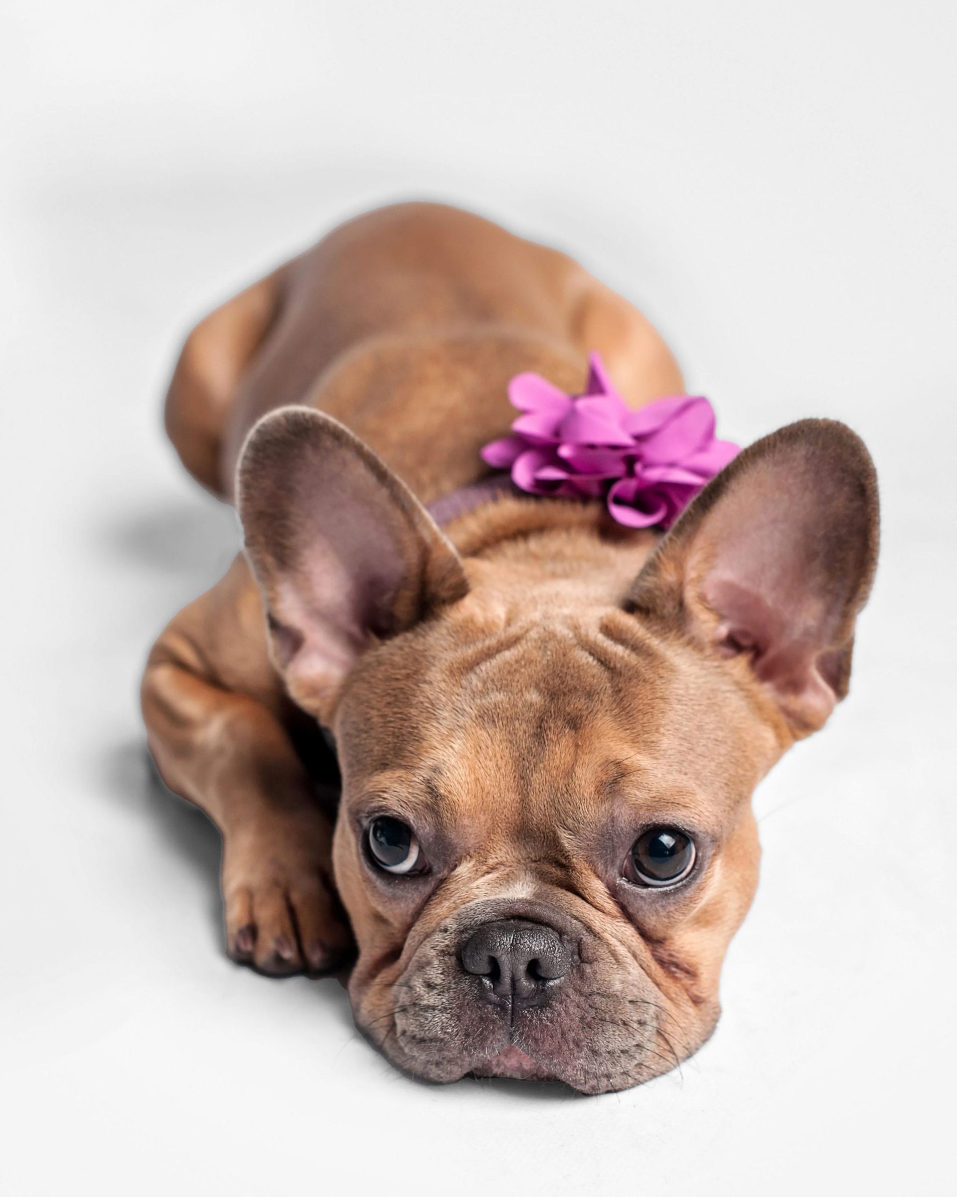 Brown French bulldog puppy with a pink flower resting on a white background.