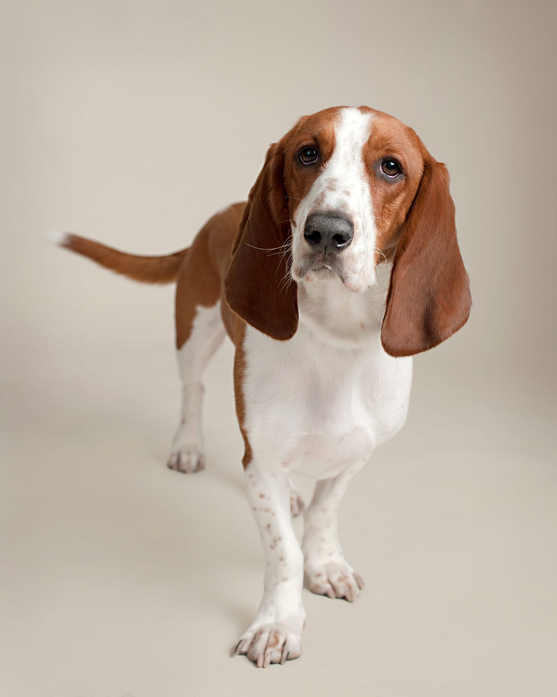 Brown and white Basset Hound standing on a light beige background, looking forward.