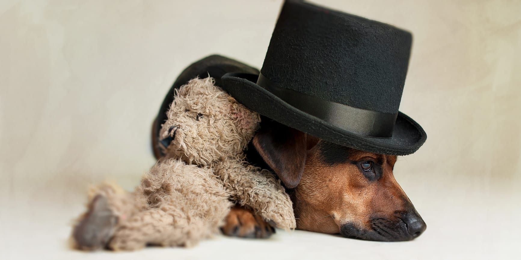 Dog wearing a top hat, cuddled with a plush toy, resting on a light surface.