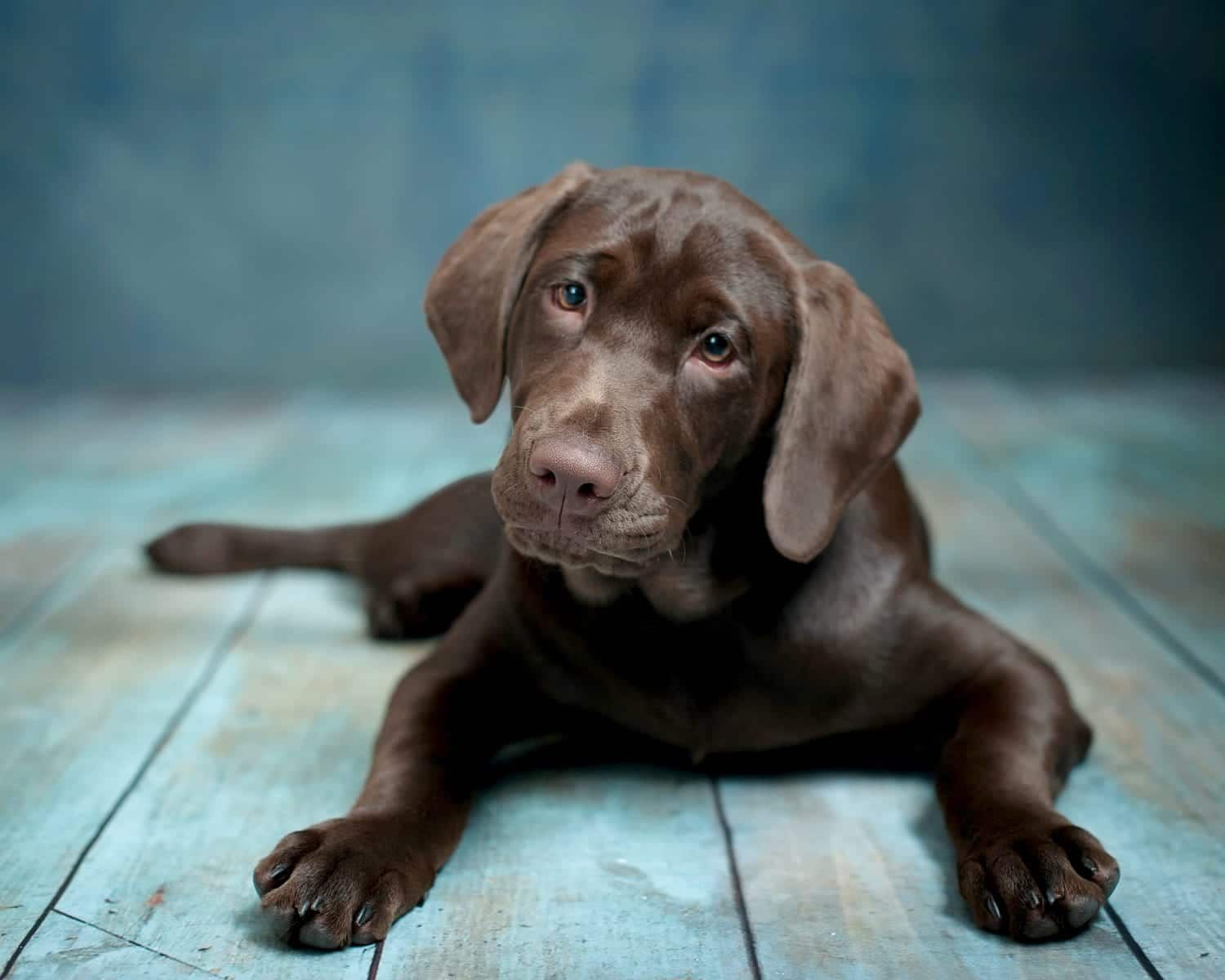 Chocolate Labrador puppy lying on wooden floor, tilting head, looking at viewer.