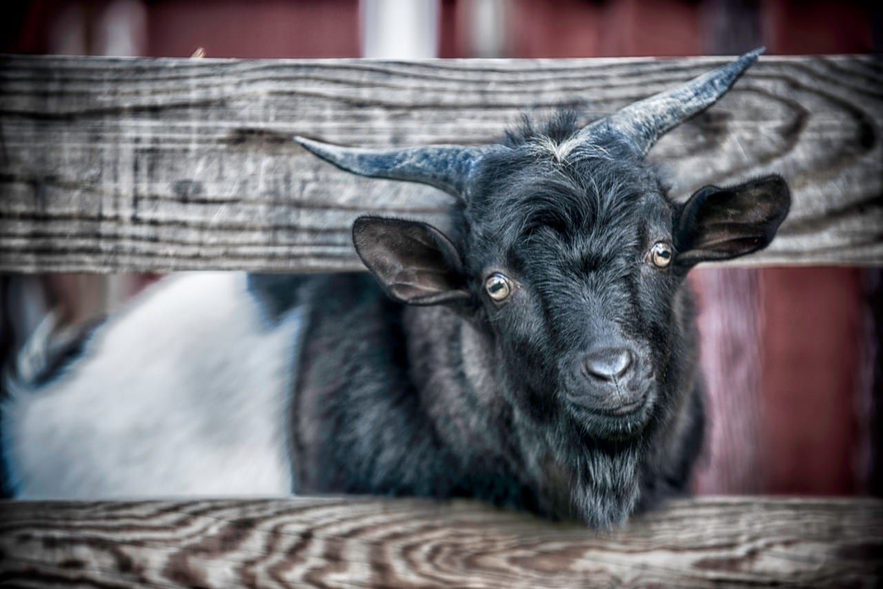 Goat with black fur and curved horns peeking through a wooden fence.