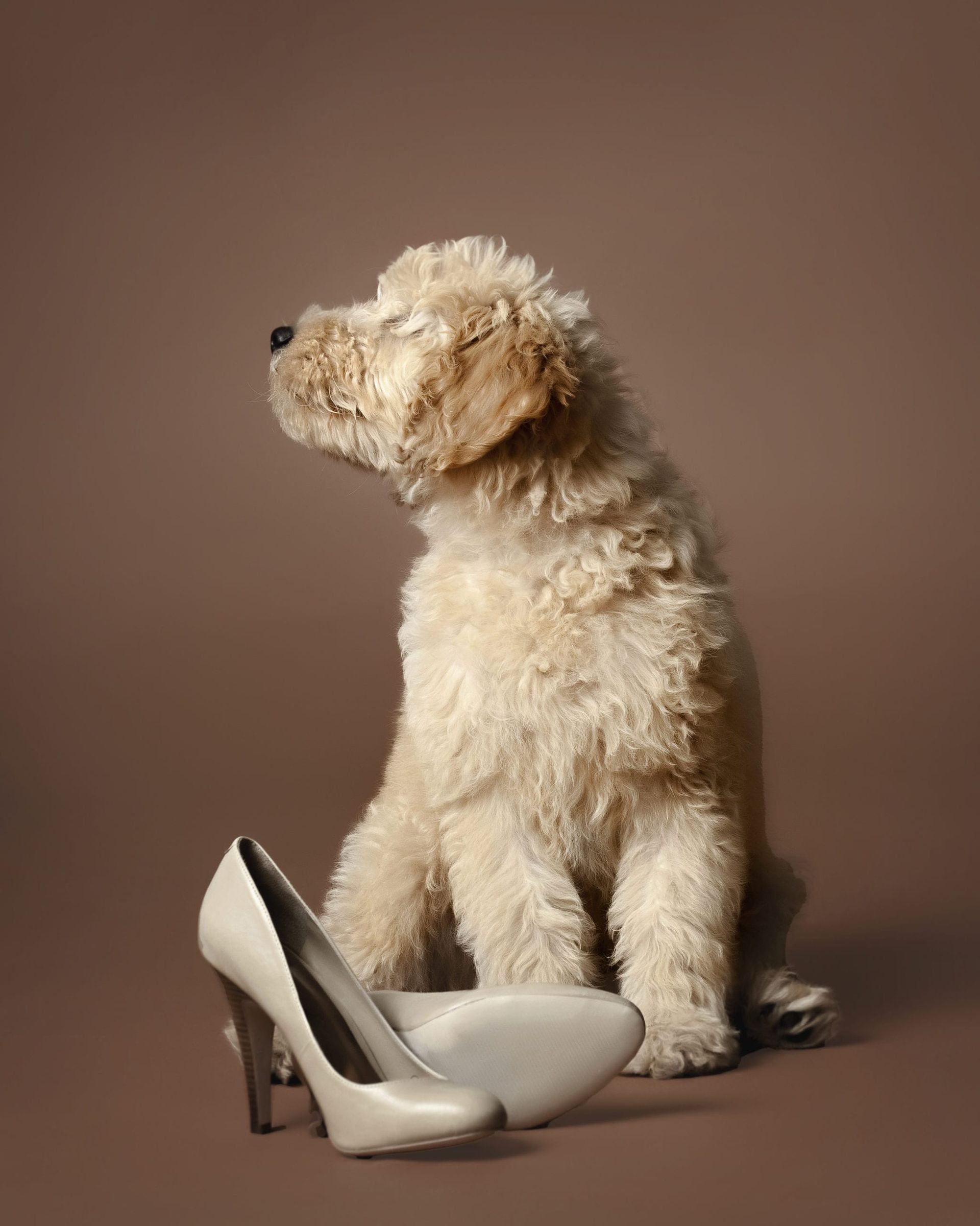 Golden doodle puppy sitting next to white high heels, looking upwards on a brown background.