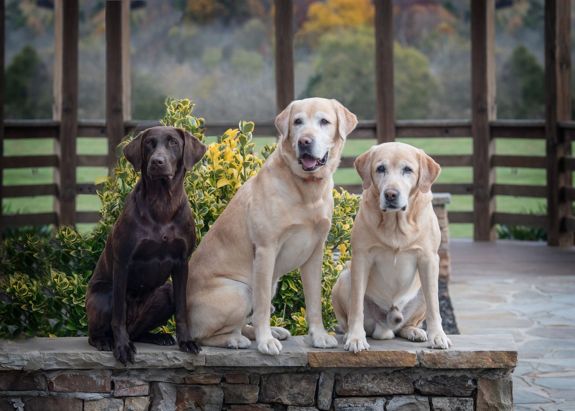 Three Labrador Retrievers sit together on a stone wall. Chocolate, yellow, and light yellow dogs. Outdoors.