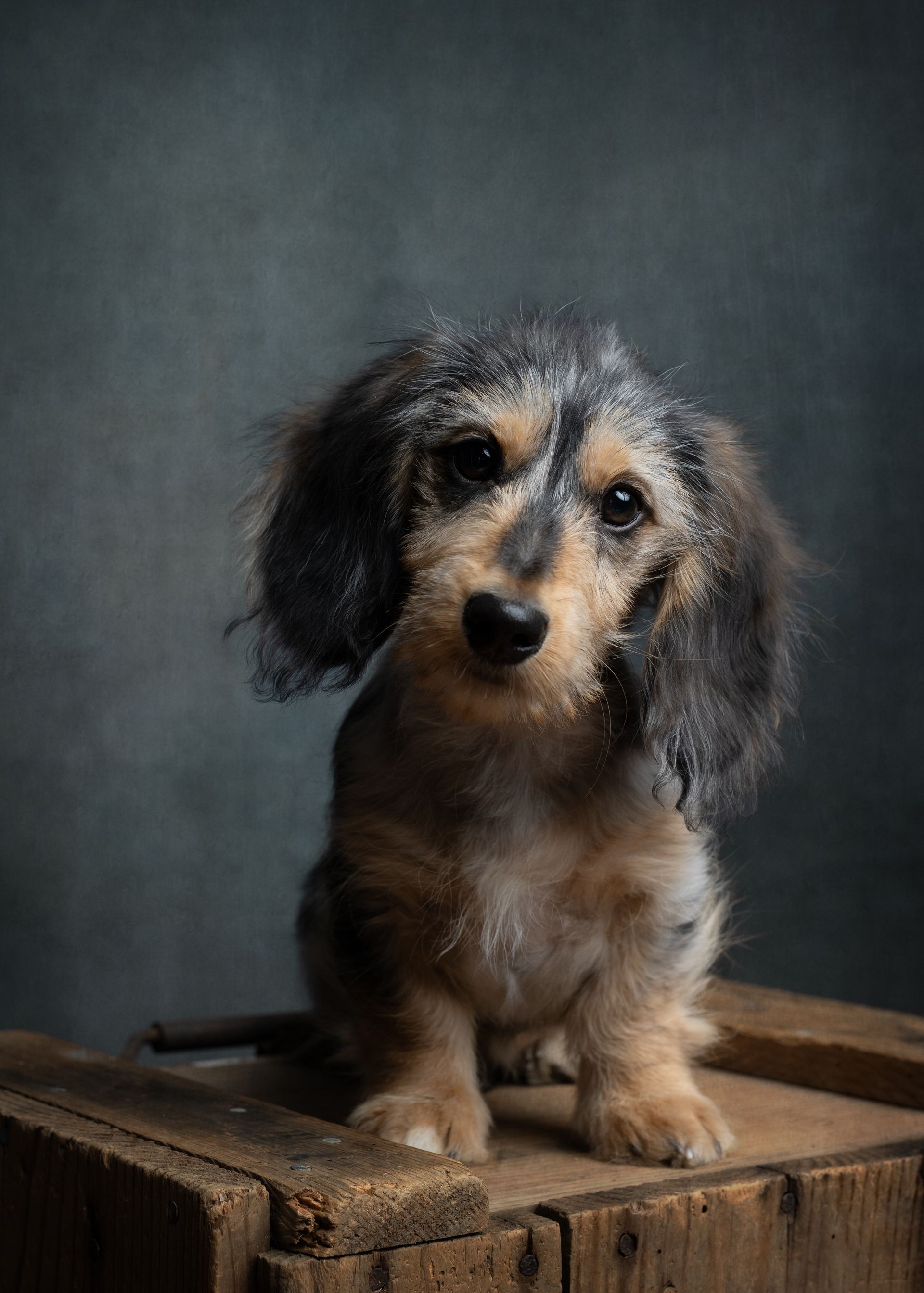 Dachshund puppy with long, wavy hair, perched on a wooden box, looking directly at the camera.