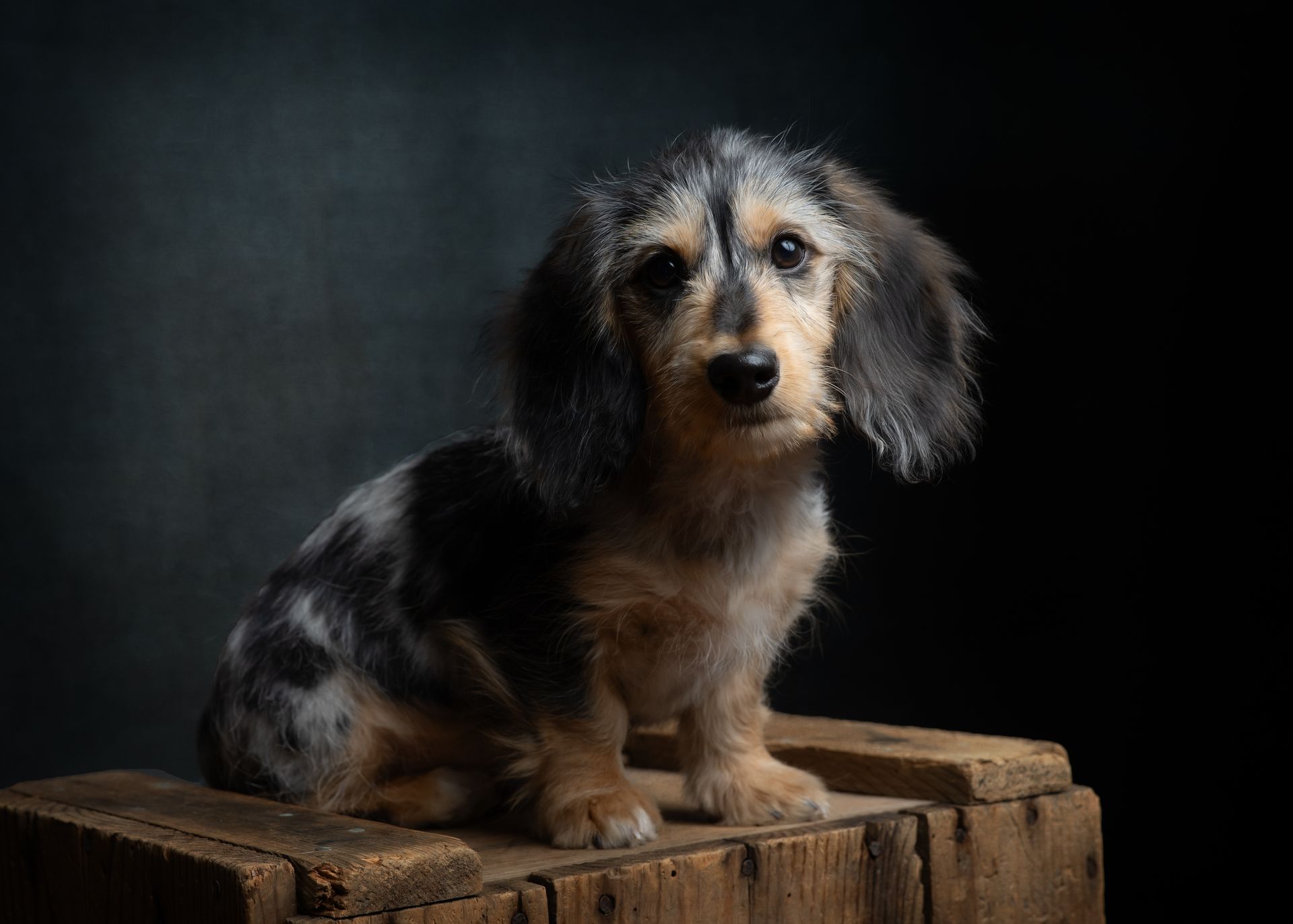 Long-haired dachshund with a speckled coat sits on a wooden box against a dark background, looking at the viewer.