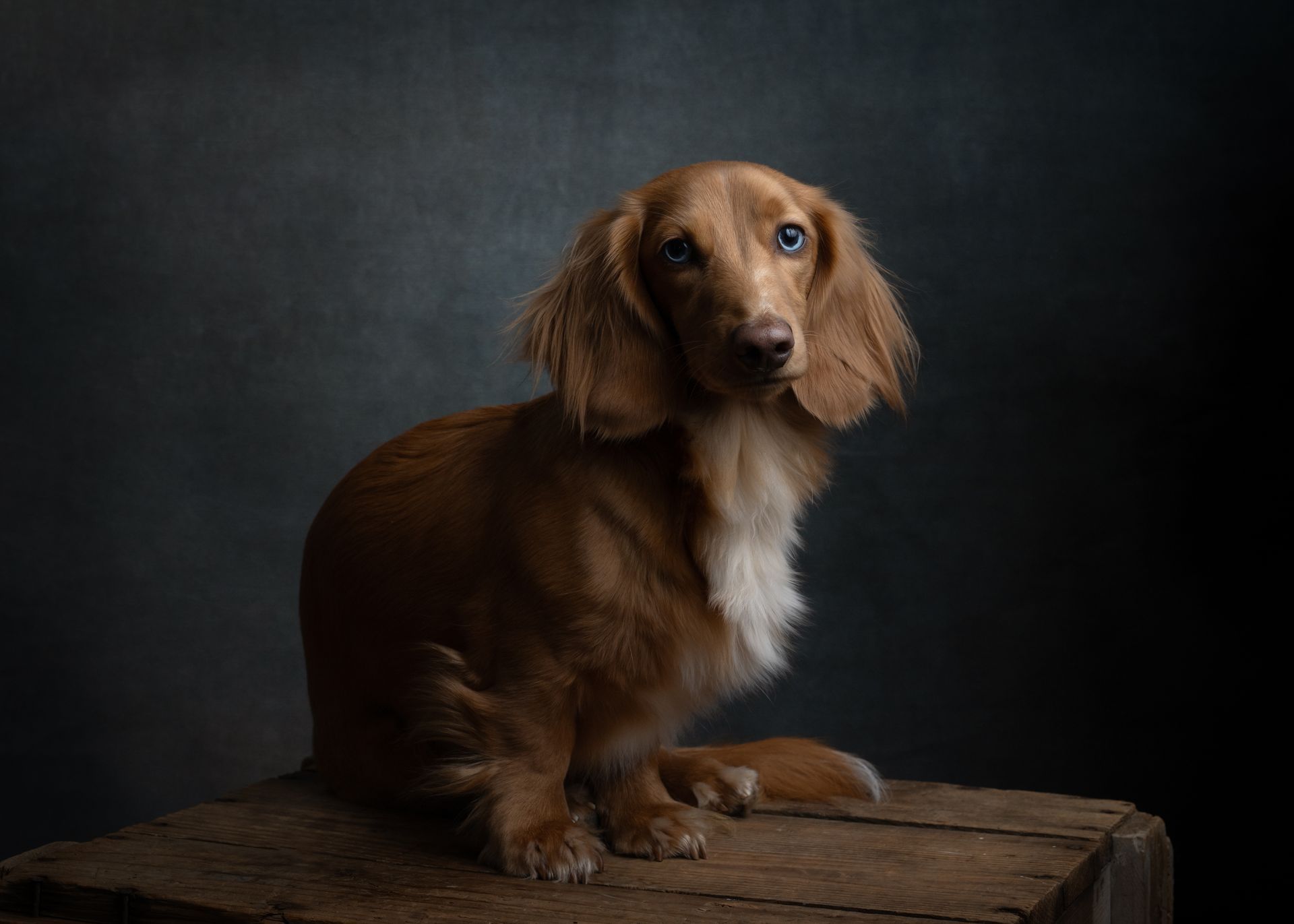 A long-haired, tan dachshund sits on a wooden crate, looking toward the viewer, with a dark background.