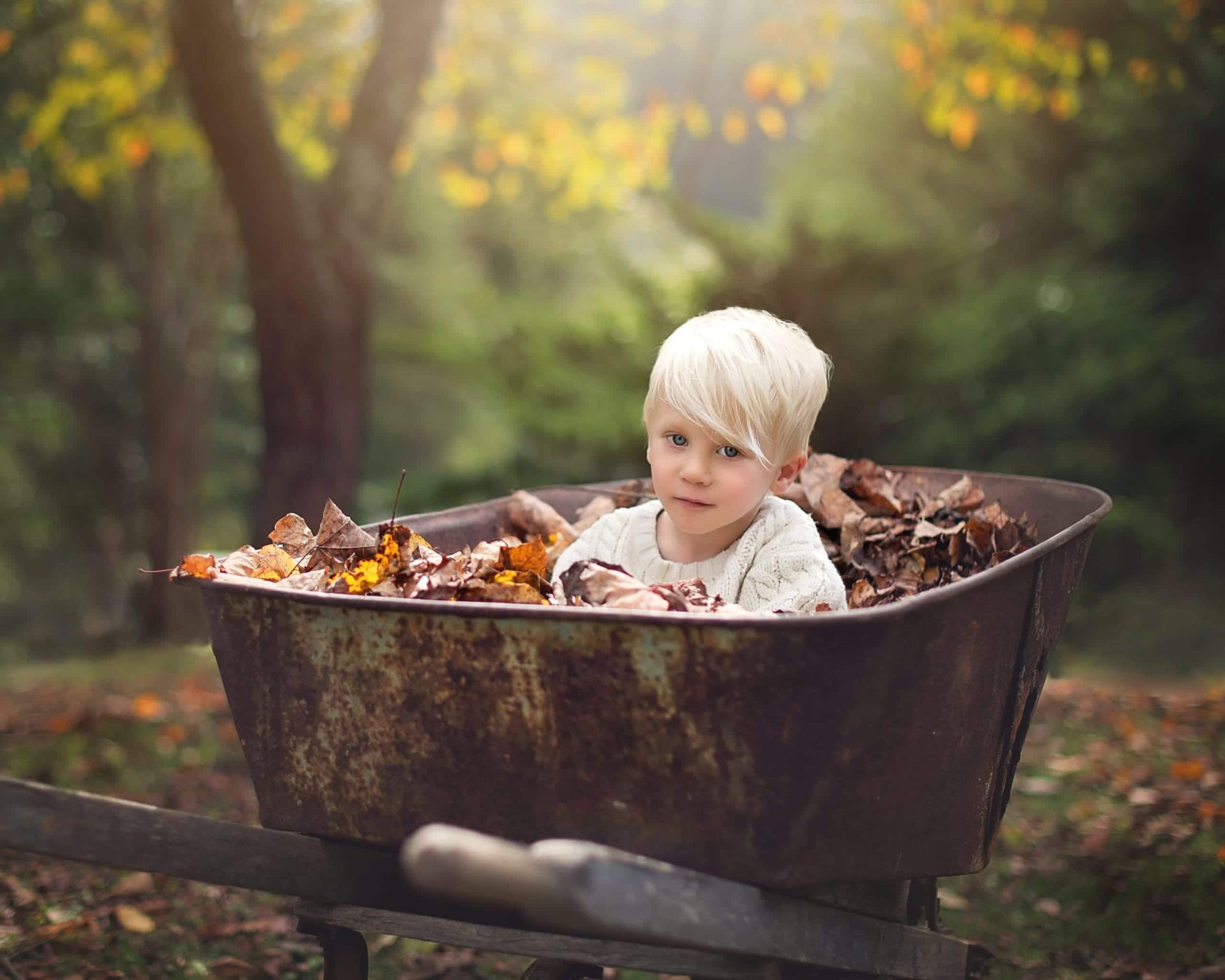 Blond child sits in rusty wheelbarrow filled with autumn leaves, smiling in a sunlit forest.