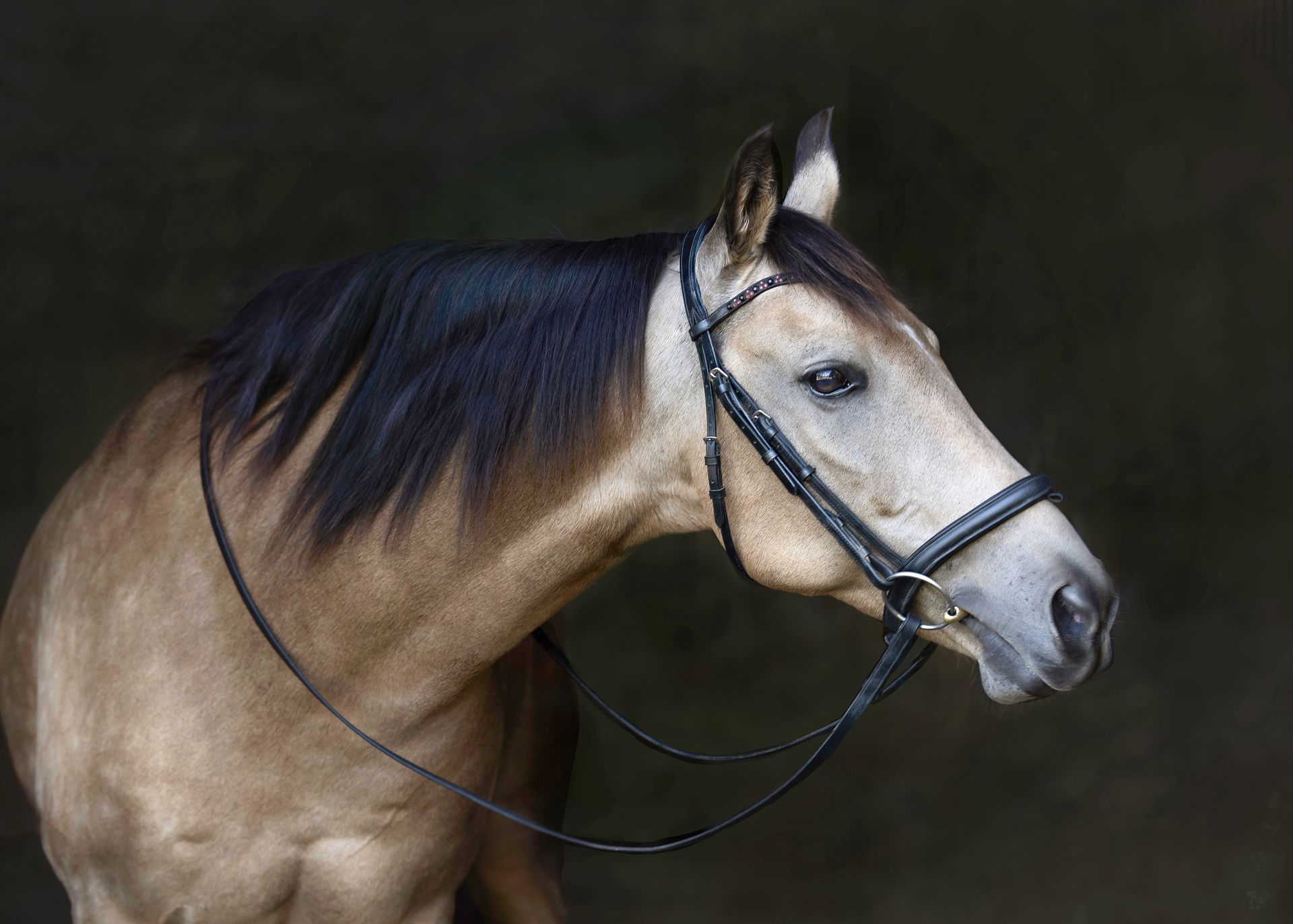 A tan horse with a black mane and bridle poses against a dark background.