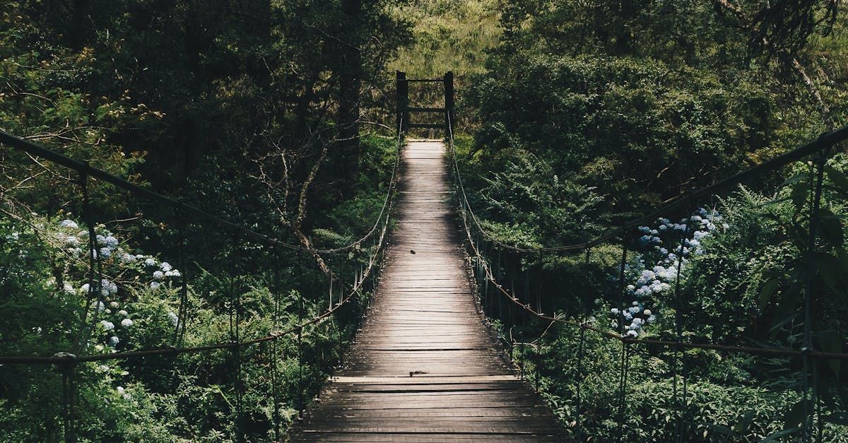 A wooden bridge in the middle of a forest.
