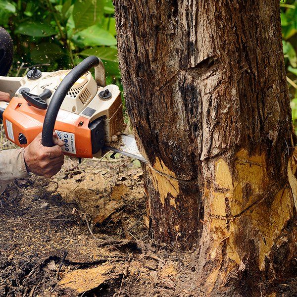 Man with Chainsaw Cutting the Tree — Middleburg, FL — Absolute Tree and Stump Inc