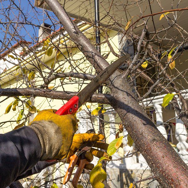 Branch Pruning — Middleburg, FL — Absolute Tree and Stump Inc