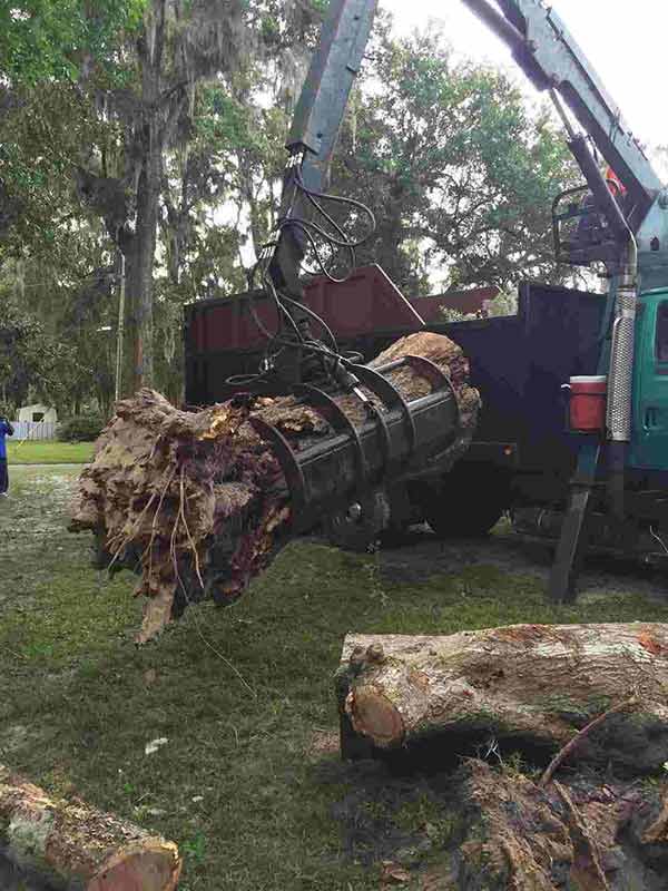 Removing Part of The Tree — Middleburg, FL — Absolute Tree and Stump Inc