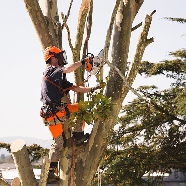 Sawing Top of the Tree — Middleburg, FL — Absolute Tree and Stump Inc