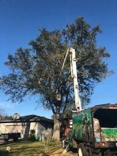 Maintaining Branch of Tree — Middleburg, FL — Absolute Tree and Stump Inc