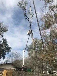 Tall Tree Cutting — Middleburg, FL — Absolute Tree and Stump Inc
