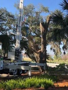 Tree Being Cut — Middleburg, FL — Absolute Tree and Stump Inc