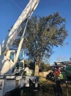 Cutting Tree in Progress — Middleburg, FL — Absolute Tree and Stump Inc