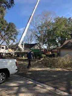 Tree Cutting Service — Middleburg, FL — Absolute Tree and Stump Inc