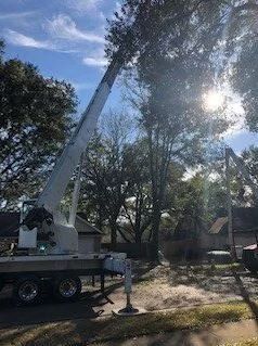 Maintaining High Trees — Middleburg, FL — Absolute Tree and Stump Inc