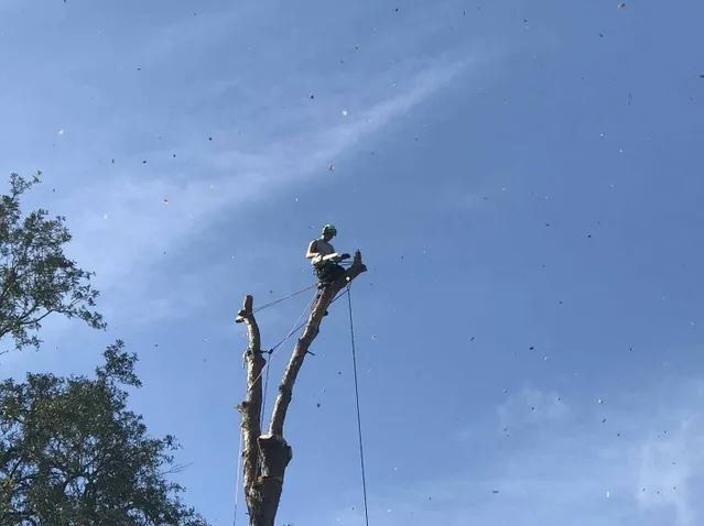 Man at the Top of Tree — Middleburg, FL — Absolute Tree and Stump Inc