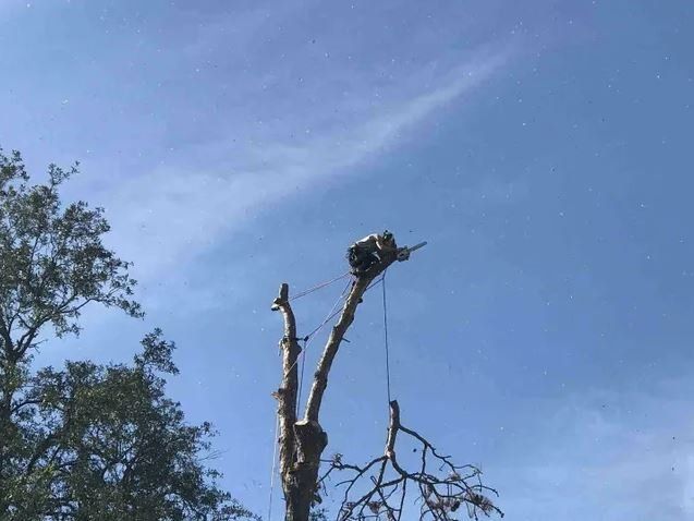 Man at Work in A Tree — Middleburg, FL — Absolute Tree and Stump Inc