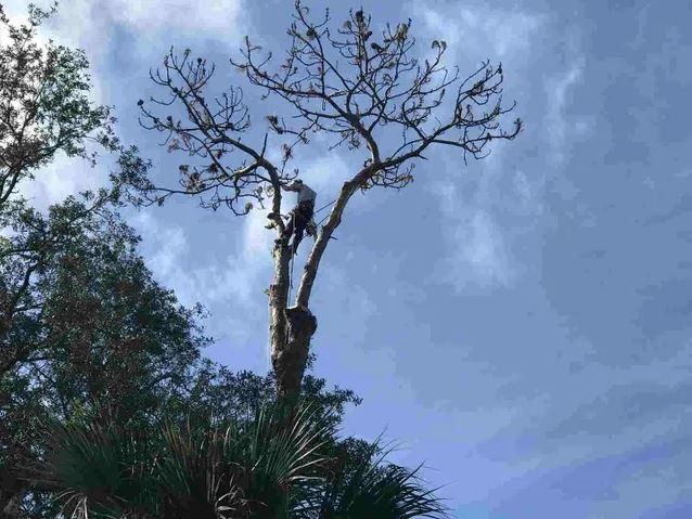 Arborist on Tree Top — Middleburg, FL — Absolute Tree and Stump Inc