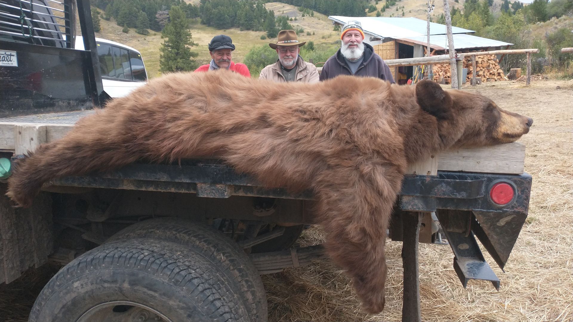 A large brown bear is laying on the back of a truck trailer.