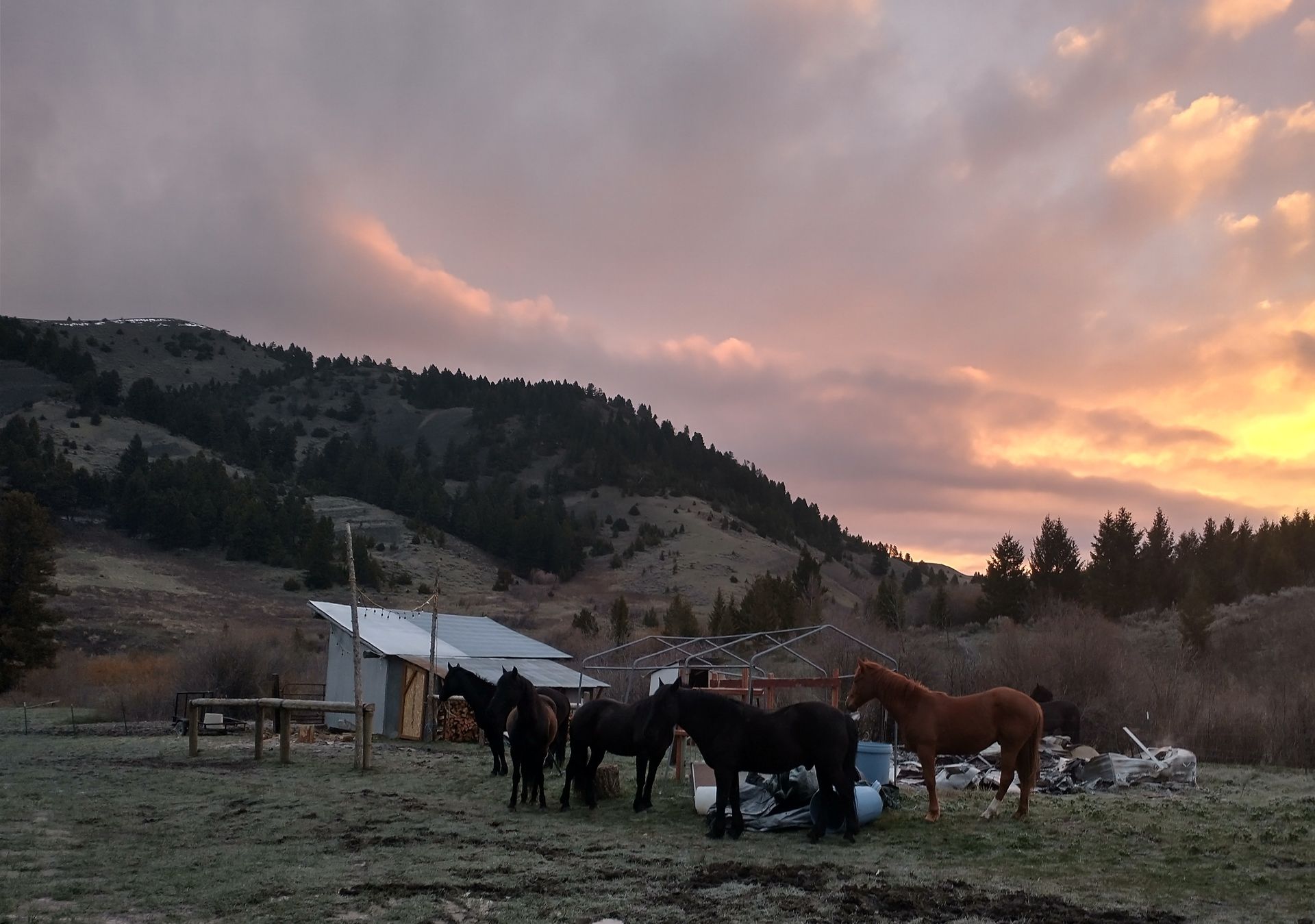 A herd of horses standing in a the mountains at sunset