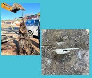 Excavator removing tree roots from a pipe. Blue sky, van, and open ground visible.