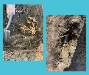 Two pictures of a shallow hole in the ground, one with visible bones and dirt, the other showing sticks.