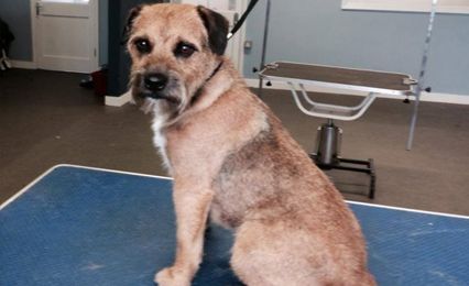 A terrier on the grooming table