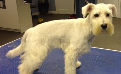 A freshly-groomed white Terrier