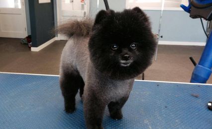 A black Chow after grooming