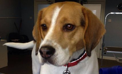 A Beagle in a red collar