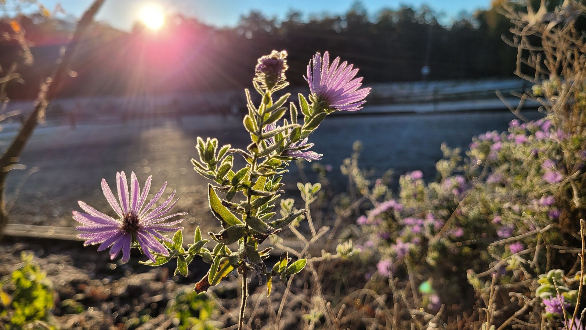 Purple wildflowers in sunlight with a blurred roadside background at sunrise