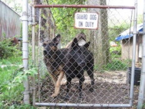 Two german shepherds behind a chain link fence with a sign that says guard dog on duty