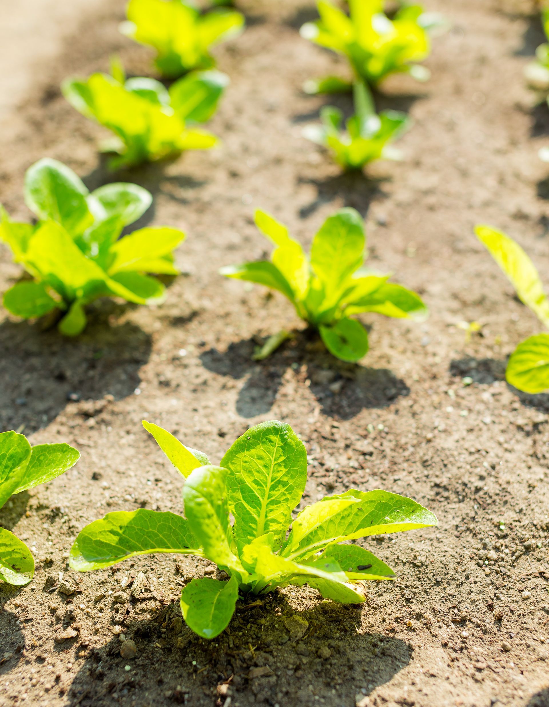 a row of lettuce plants growing in the dirt in a garden - kansas insurance agribusiness