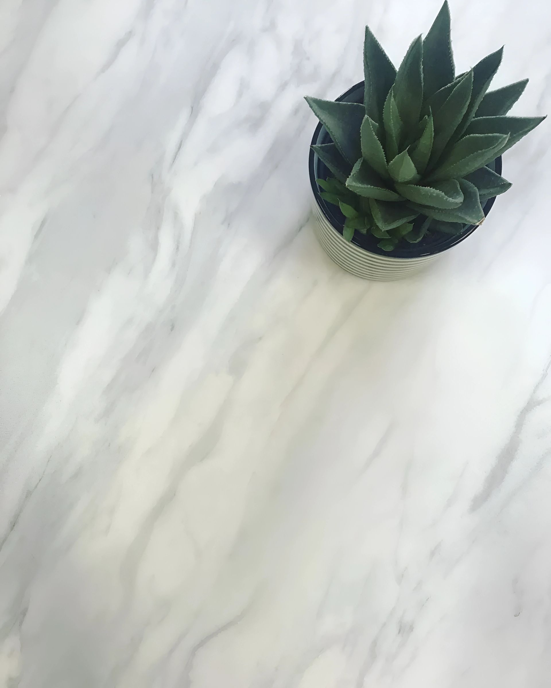 Small Potted Succulent Plant on a White Marble Surface — North Coast Tiles in Grafton, NSW