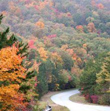 A car is driving down a winding road through a forest.