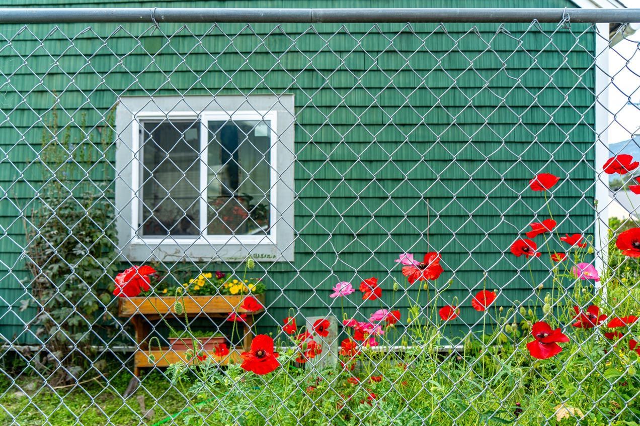 Beautiful chain link fencing in Portal, GA, with vibrant red poppy flowers, showcasing durable and s