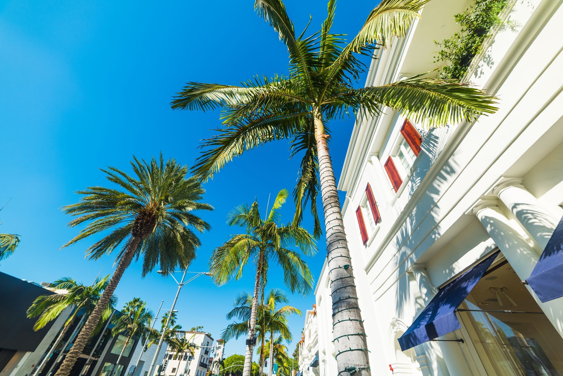 Palm trees line a sunny street with white buildings and blue sky.