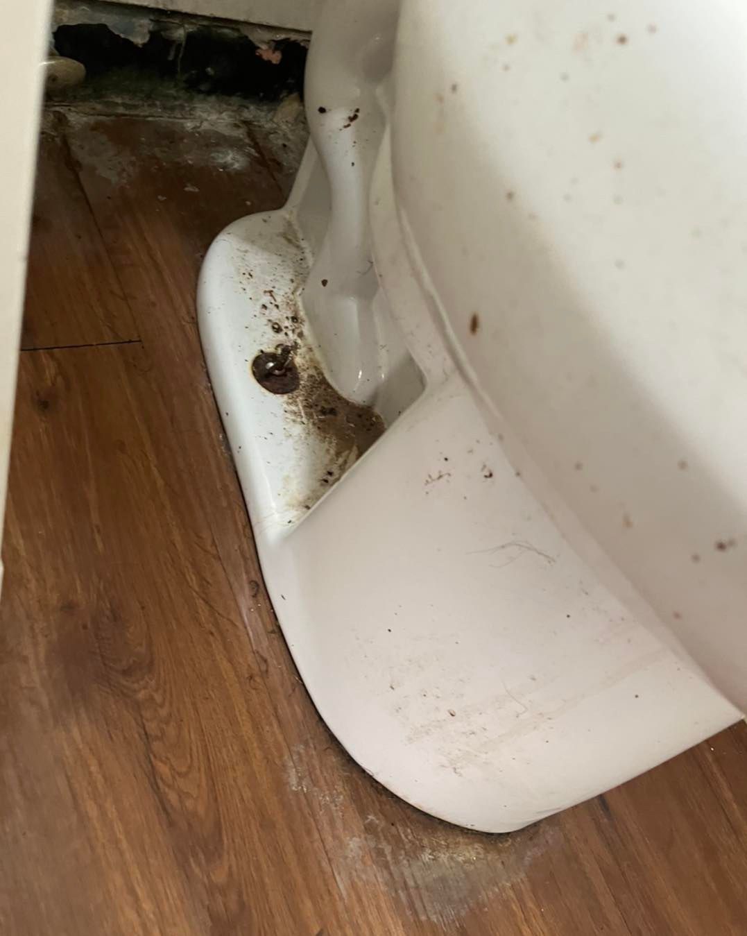 White toilet base with debris on a brown wood-look floor.
