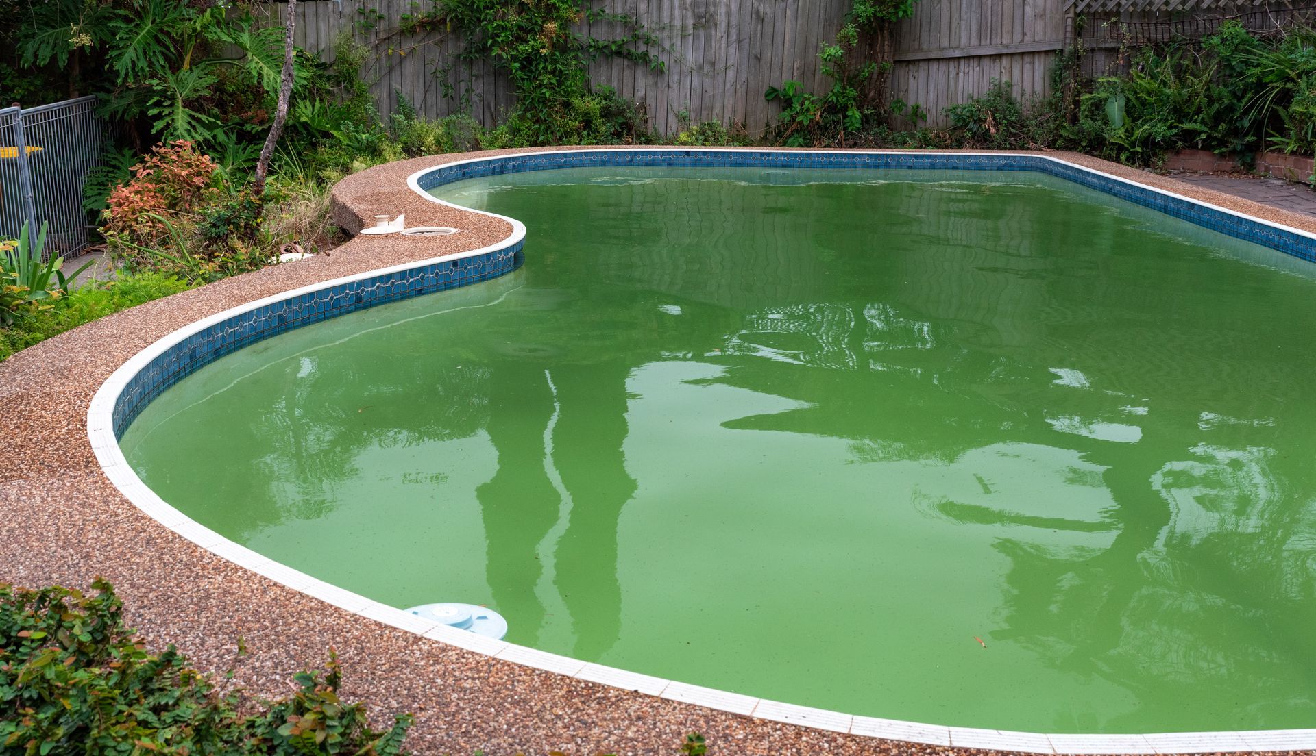 Green, algae-filled swimming pool with a brown border, surrounded by plants and a wooden fence.
