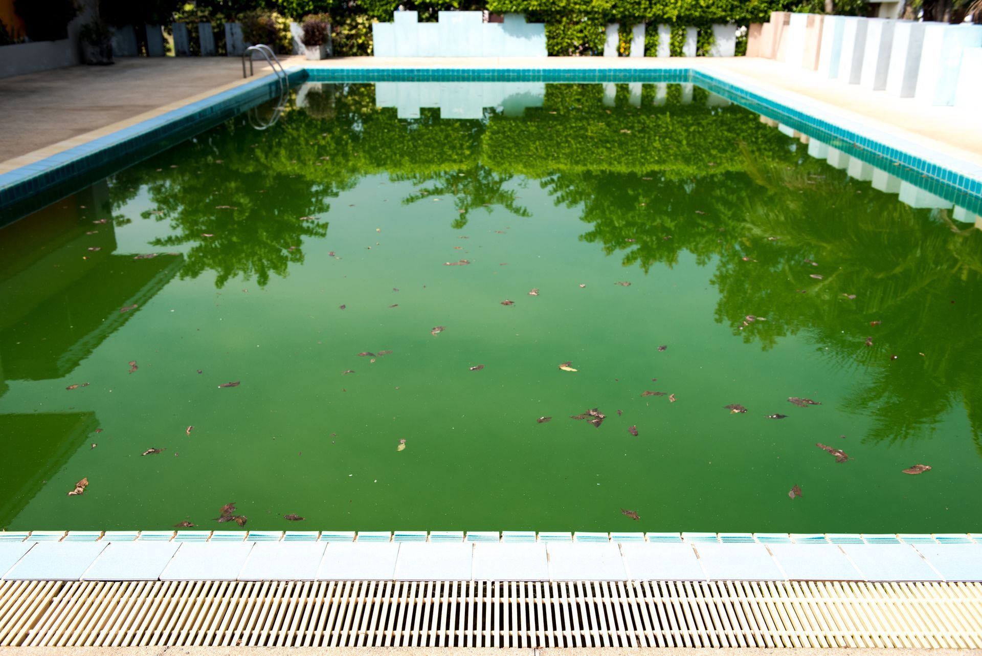 Green algae-filled swimming pool with visible debris, surrounded by a light-colored border.