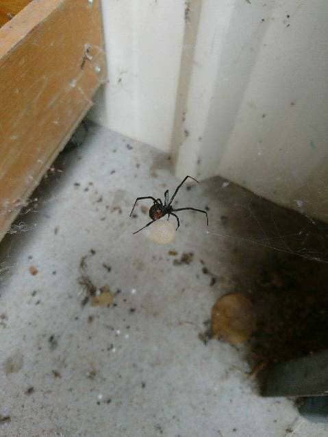 Pest Control — Carpet Cleaning in Bundaberg, QLD