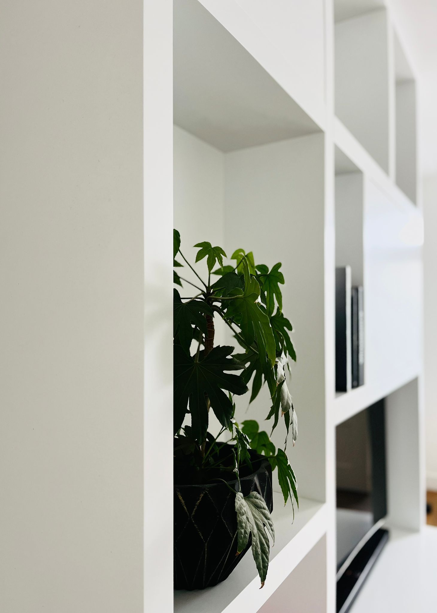 White shelving unit with a green plant in a dark pot.
