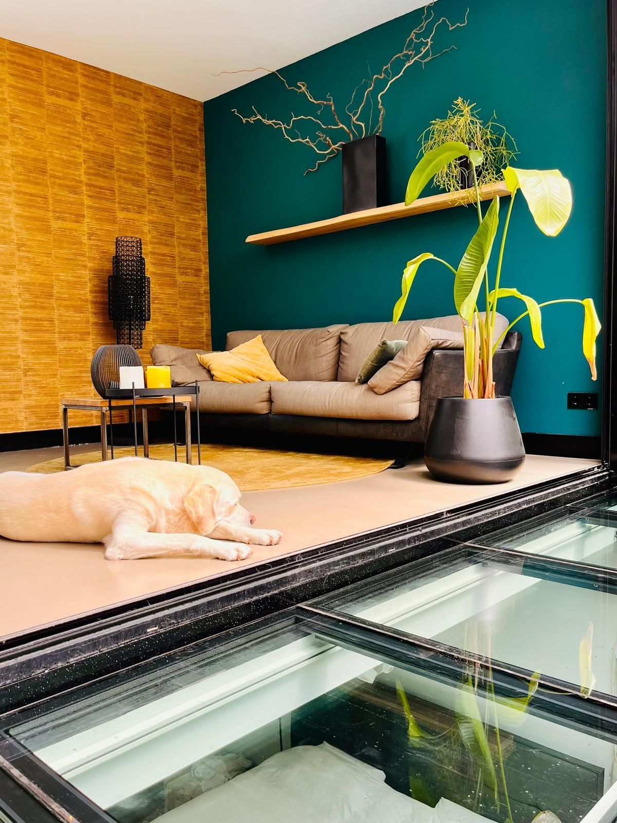 Dog resting on a rug in a living room with teal and gold walls, couch, and a glass floor.