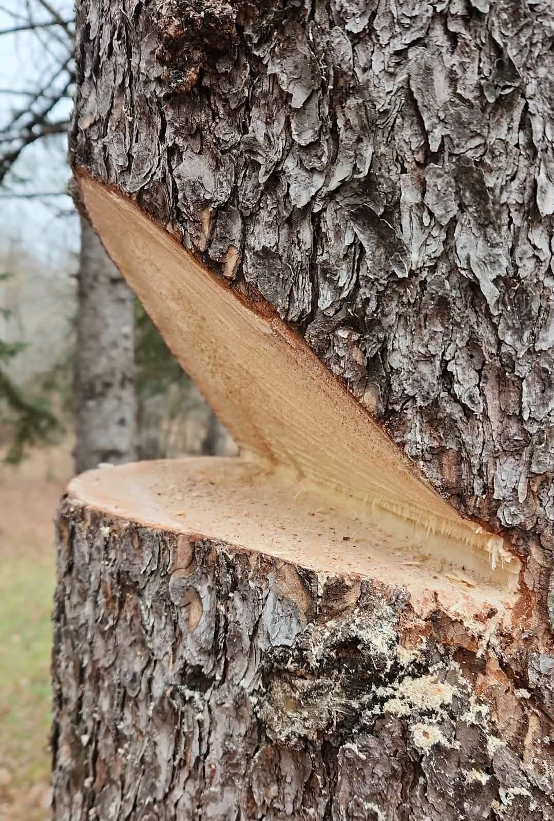 Person using an orange chainsaw to cut a tree trunk, generating sawdust.